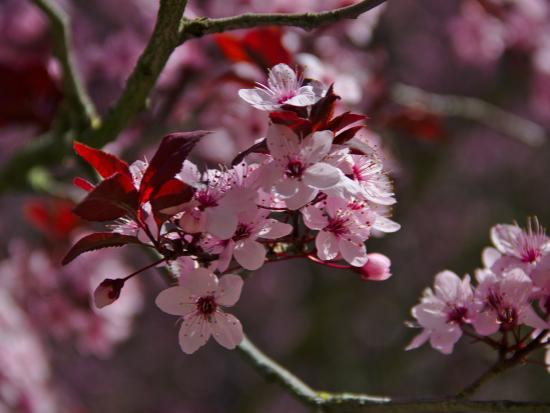 Extrait de Cerisier du Japon