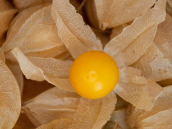 Extrait de Physalis Angulata