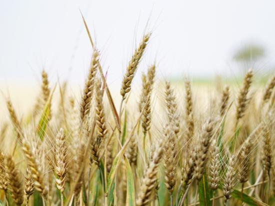 Complexe de céramides