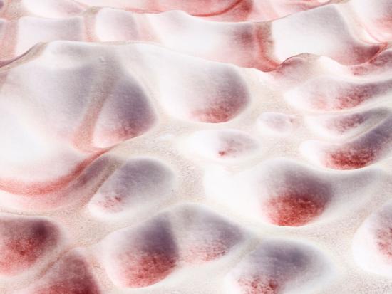 Pink Snow Algae