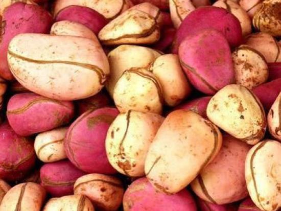 Poudre de noix de kola 