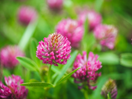 Fleur de trèfle rouge