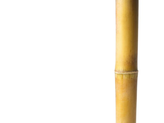 Alpha-Glucan Prebiotic