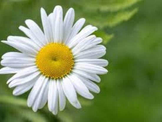Chamomile Extract 